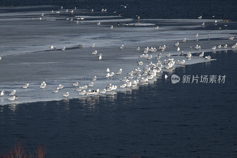 黄昏时分，一群环嘴鸥(Larus delawarensis)在美国内布拉斯加州奥加拉拉附近的湖面上休息